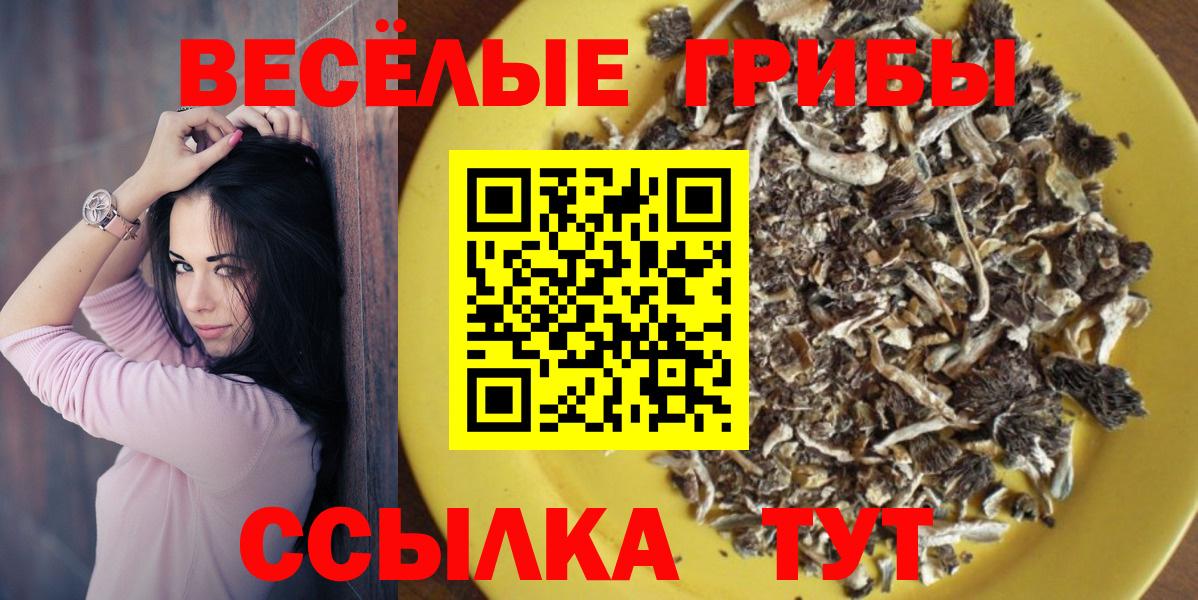 Псилоцибиновые грибы Psilocybe Новошахтинск